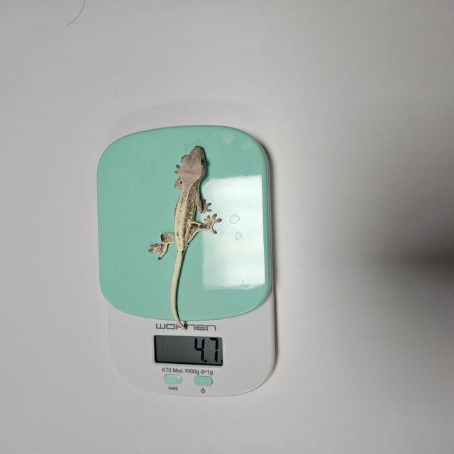 프라푸치노 레드