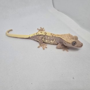 하이포 릴리화이트