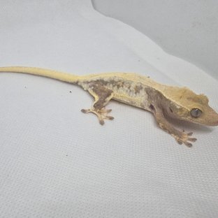 하이포 릴리화이트