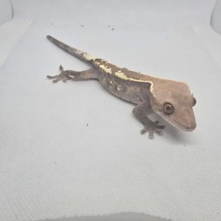 하이포 카푸치노