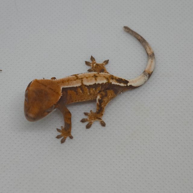 세이블
