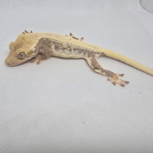 하이포 릴리화이트