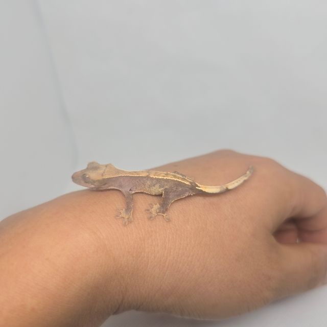 하이포