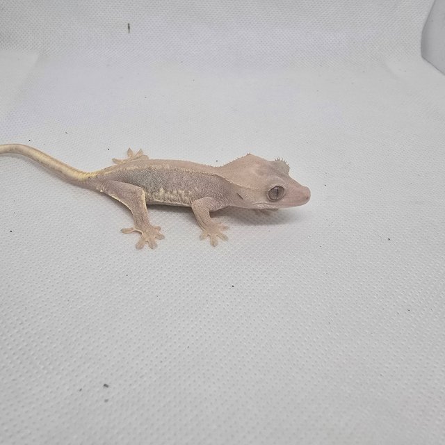 하이포 릴리화이트