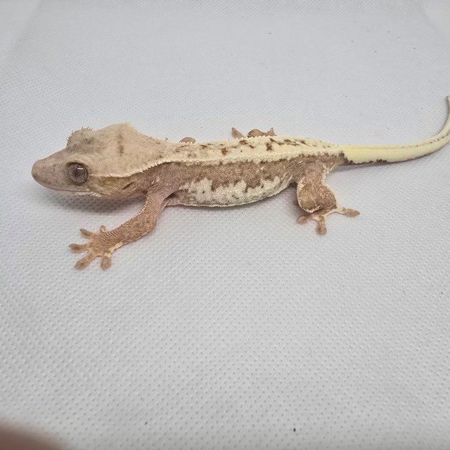 하이포 릴리화이트