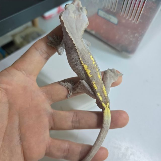 하이포