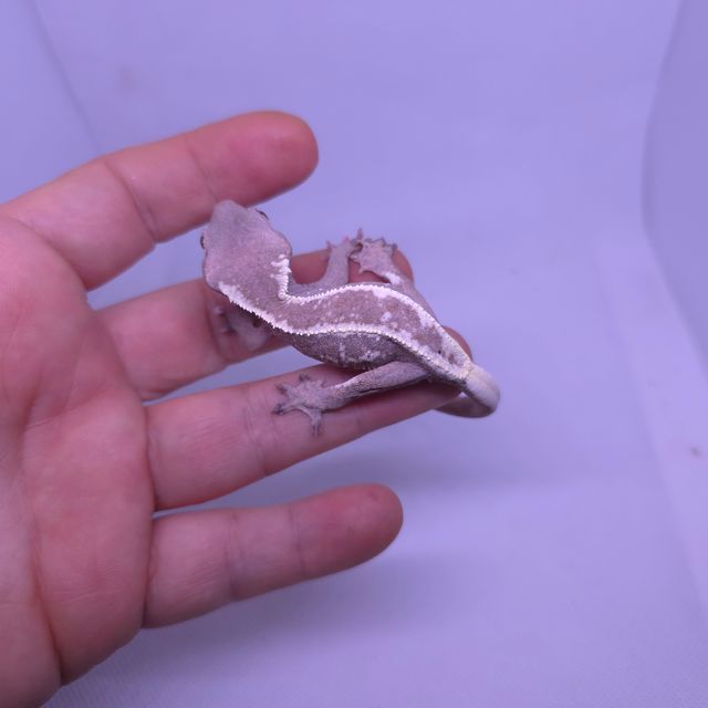 카푸치노