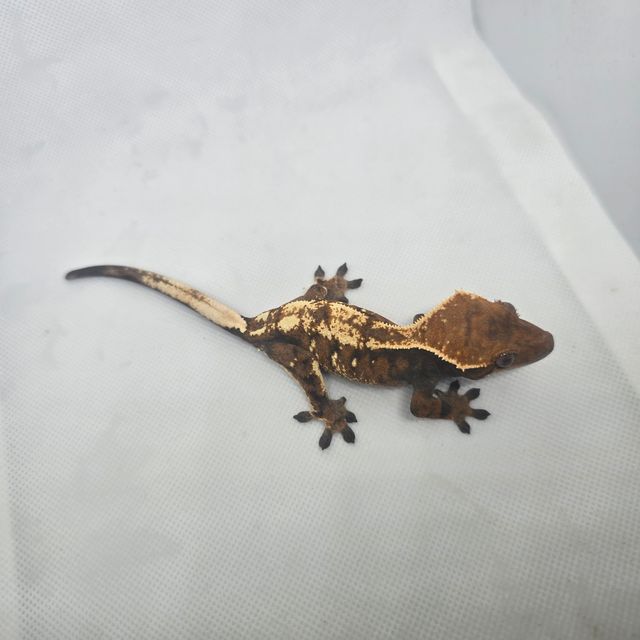 세이블