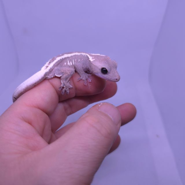 카푸치노