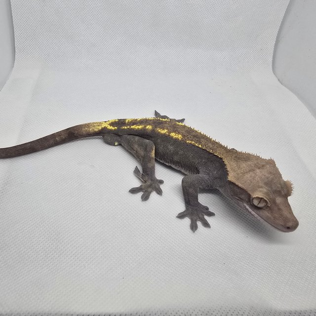 하이포 카푸치노