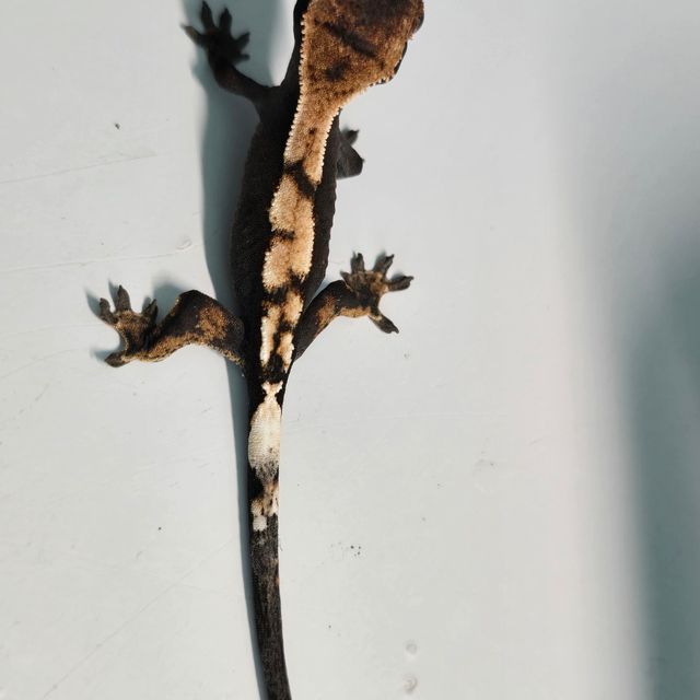 세이블