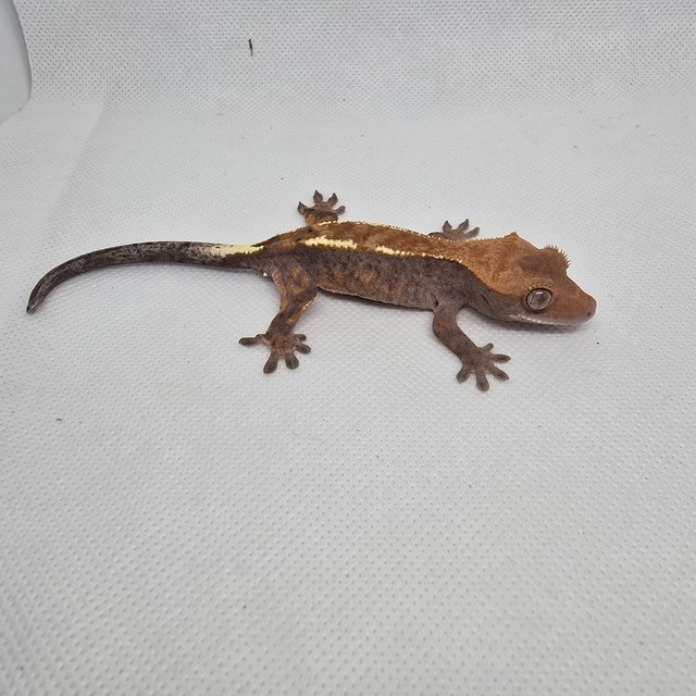 하이포 카푸치노