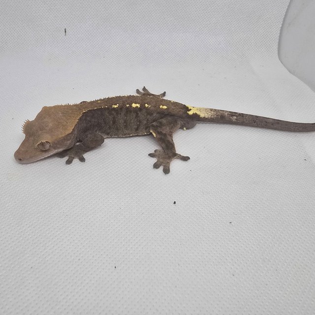 하이포 카푸치노