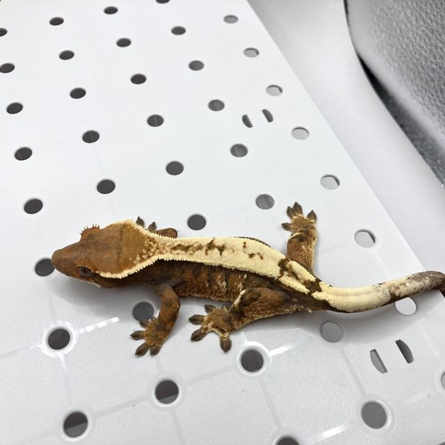 세이블