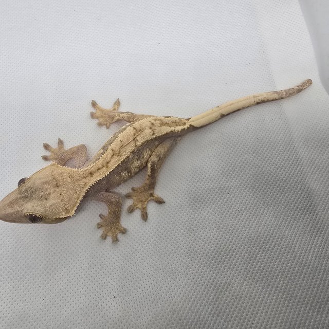 하이포 릴리화이트