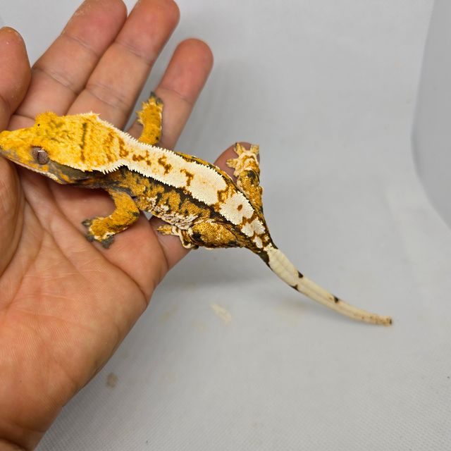 트라이