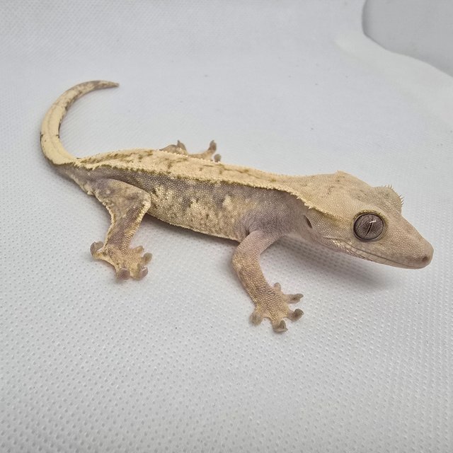 하이포 릴리화이트