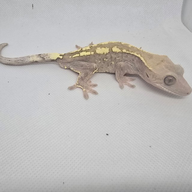 하이포 카푸치노