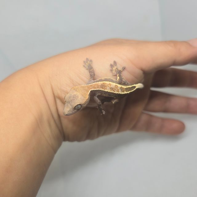 하이포
