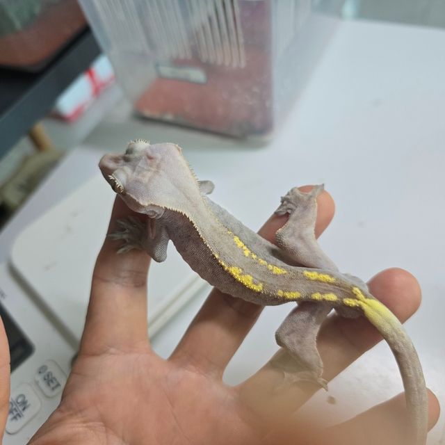 하이포