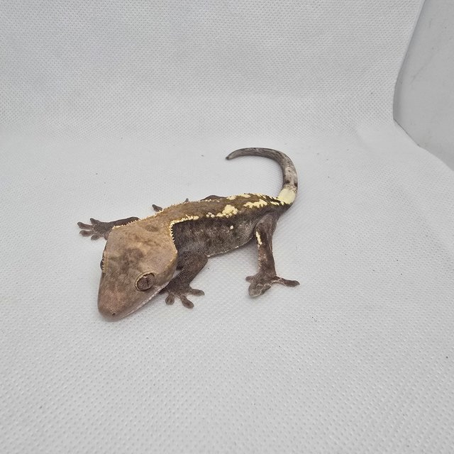 하이포 카푸치노