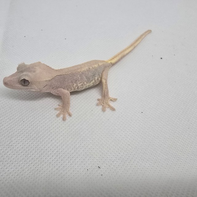 하이포 릴리화이트