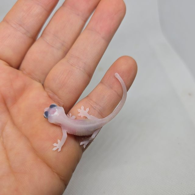 하이포