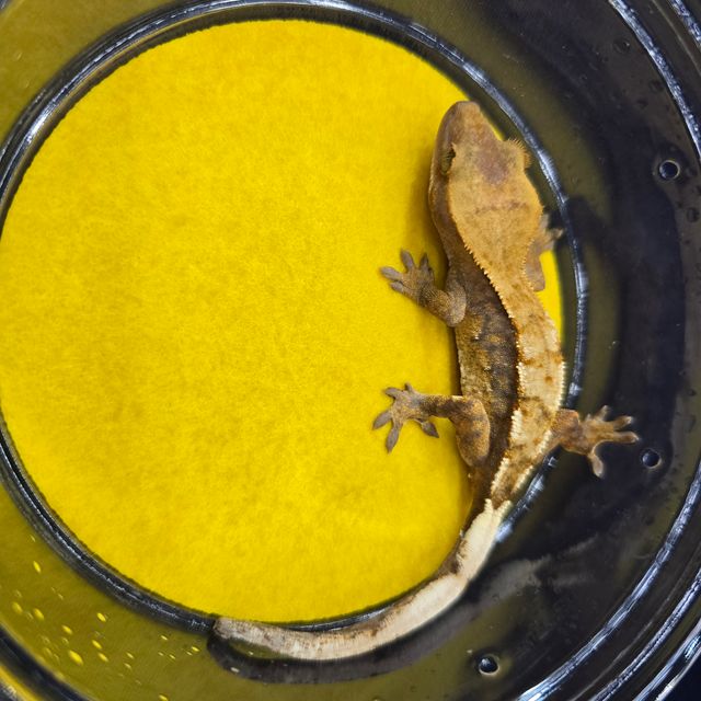 하이포