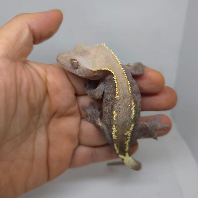 하이포