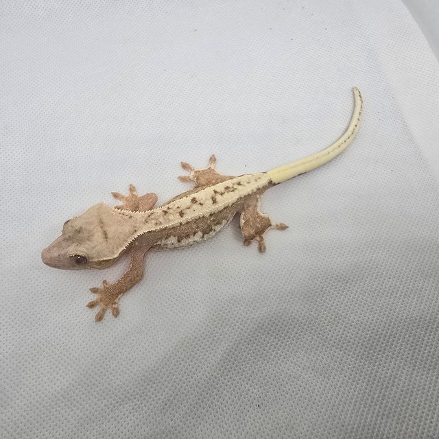 하이포 릴리화이트