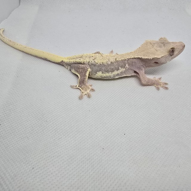 하이포 릴리화이트