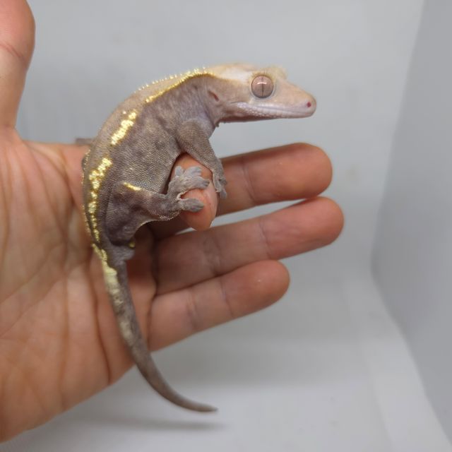 하이포