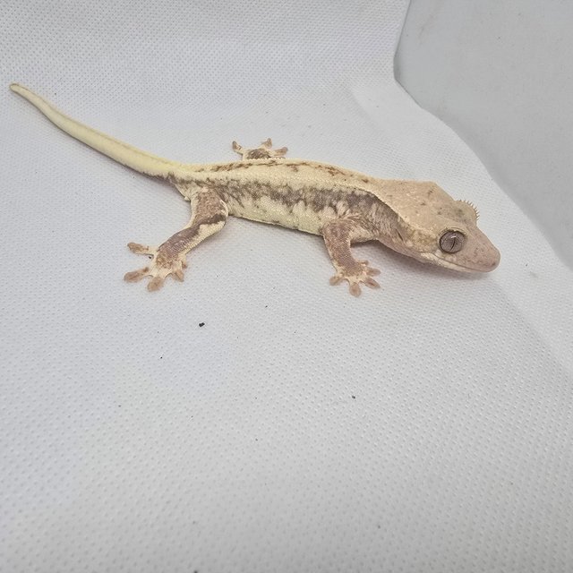 하이포 릴리화이트