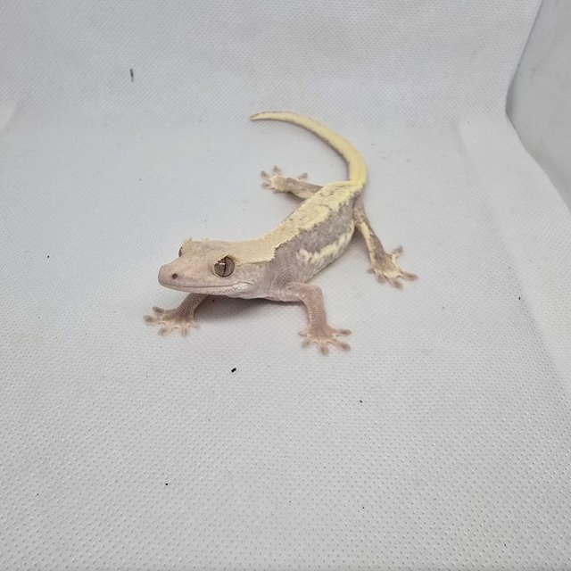 하이포 릴리화이트