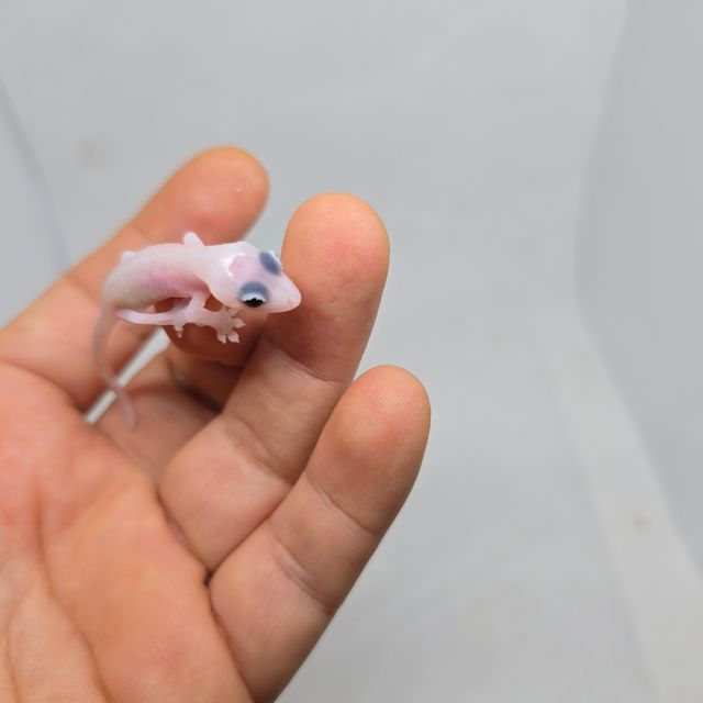 하이포