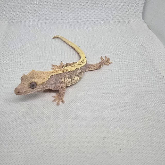 하이포 릴리화이트