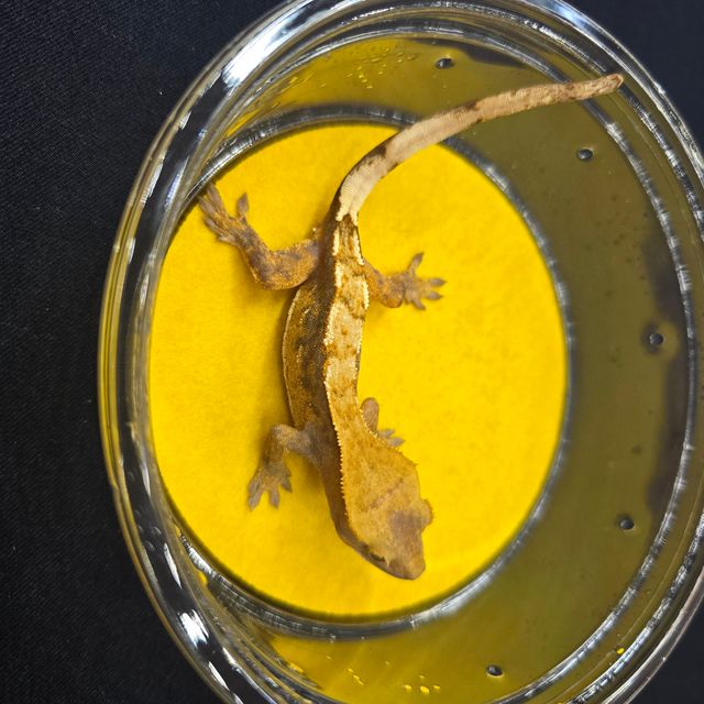 하이포