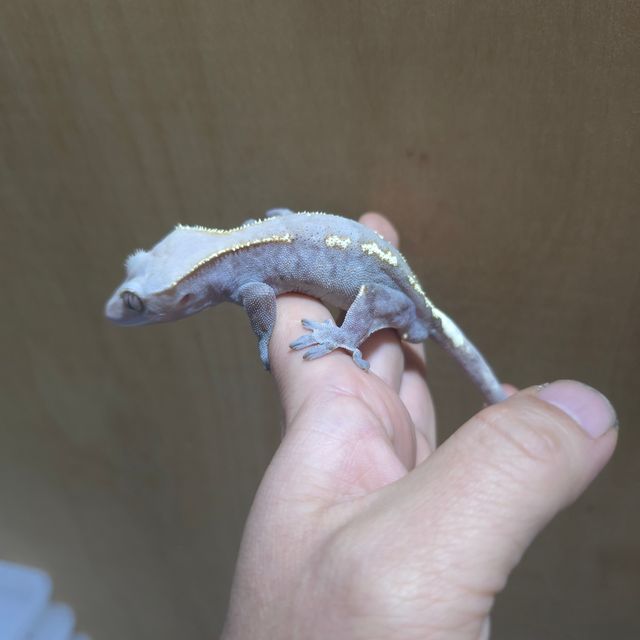하이포