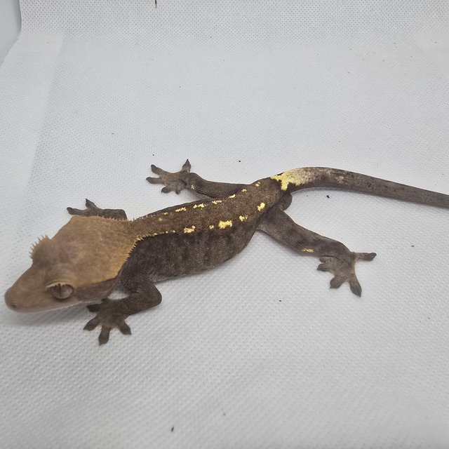 하이포 카푸치노