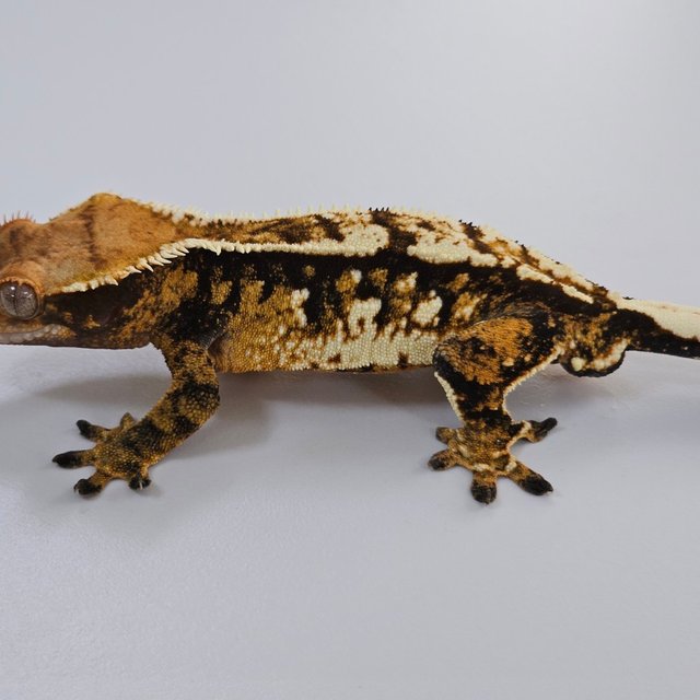 트라이 익스트림할리퀸