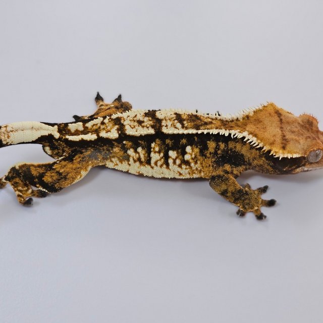 트라이 익스트림할리퀸