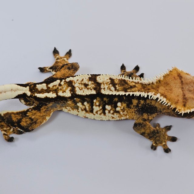 트라이 익스트림할리퀸