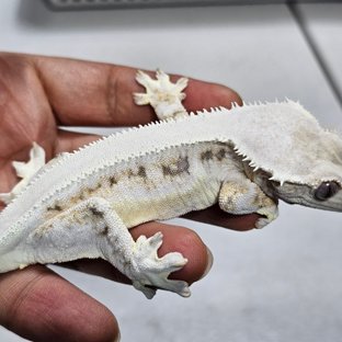 솔리드백 릴리화이트