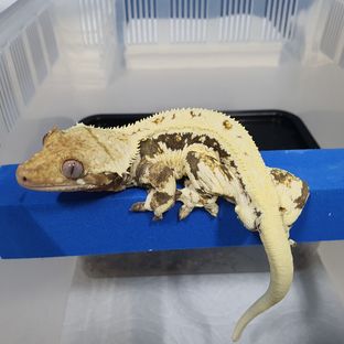 토르