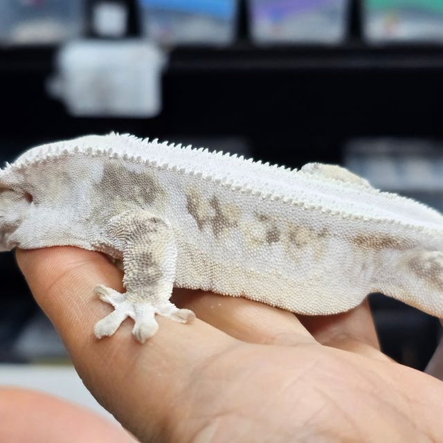 릴리화이트 솔리드백