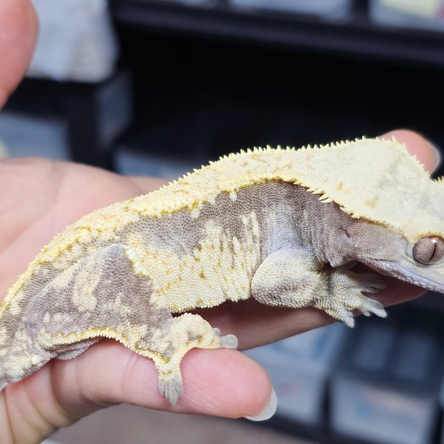 익스트림할리퀸 드리피