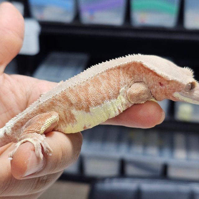 레드 팬텀 릴리화이트