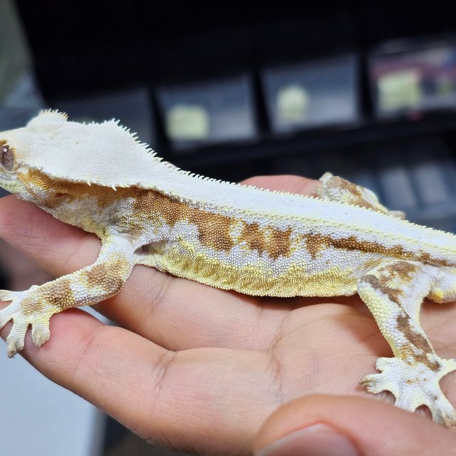 크림 릴리화이트