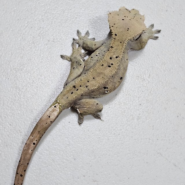 달마시안 슈퍼달마시안