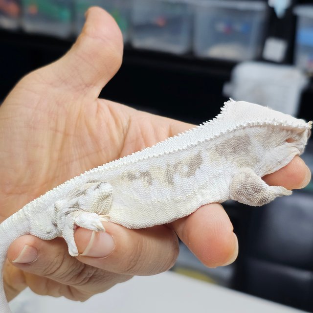 릴리화이트 솔리드백